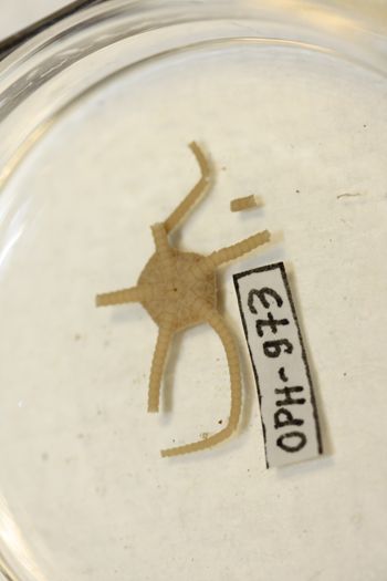 Media type: image;   Invertebrate Zoology OPH-973 Description: Preserved specimen.;